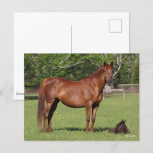 Bob Langrish Quarter Horse Mare and Foal Standing Postcard
