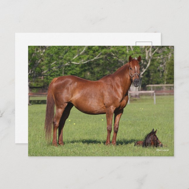 Bob Langrish Quarter Horse Mare and Foal Standing Postcard (Front/Back)