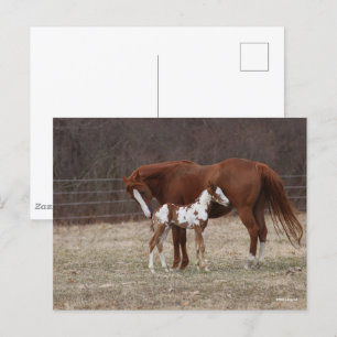 Bob Langrish   Quarter Horse Mare and Paint Foal Postcard