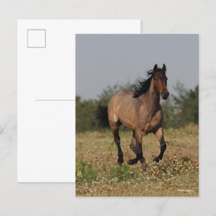 Bob Langrish Quarter Horse Running In Flowers Postcard