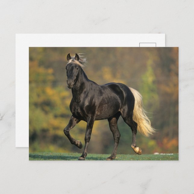 Bob Langrish | Rocky Mountain Horse Autumn Postcard (Front/Back)