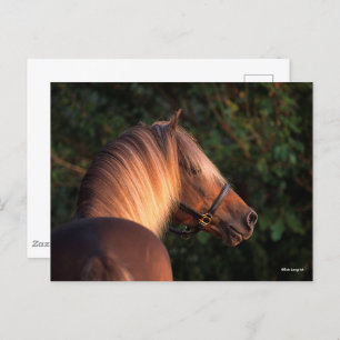Bob Langrish Rocky Mountain Horse headshot Postcard