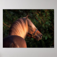 Bob Langrish | Rocky Mountain Horse headshot