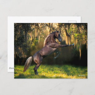 Bob Langrish Rocky Mountain Horse Rearing Postcard