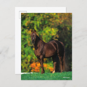Bob Langrish Rocky Mountain Horse Standing Autumn Postcard