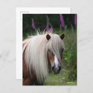 Bob Langrish Shetland Pony headshot With Flowers Postcard