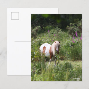 Bob Langrish   Shetland Pony Standing By Flowers Postcard