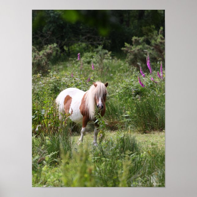 Bob Langrish | Shetland Pony Standing By Flowers Poster (Front)
