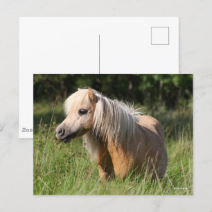 Bob Langrish Shetland Pony Standing in Long Grass Postcard
