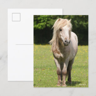 Bob Langrish   Shetland Pony Standing Postcard