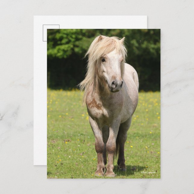 Bob Langrish | Shetland Pony Standing Postcard (Front/Back)