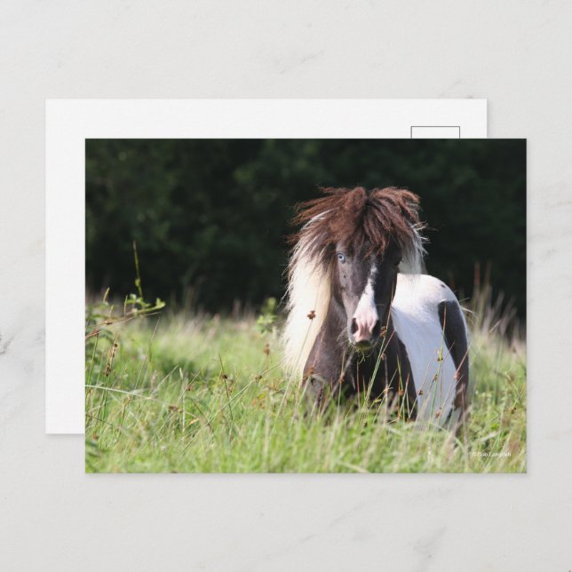 Bob Langrish | Shetland Stallion Standing In Grass Postcard (Front/Back)