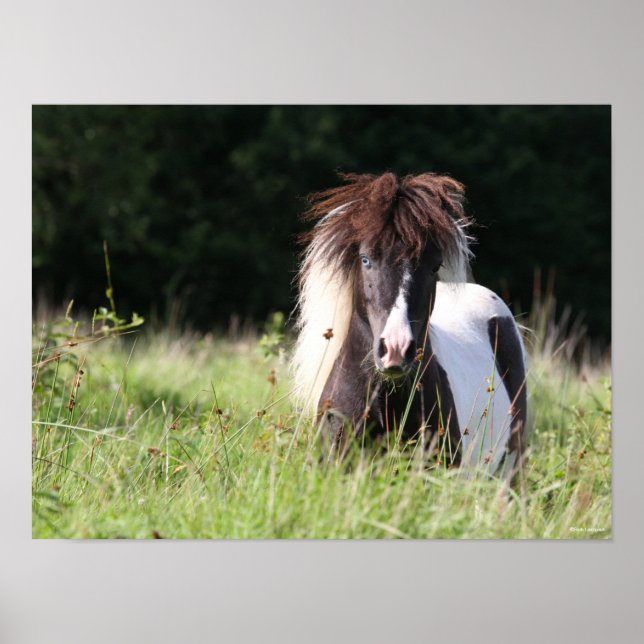 Bob Langrish | Shetland Stallion Standing In Grass Poster (Front)