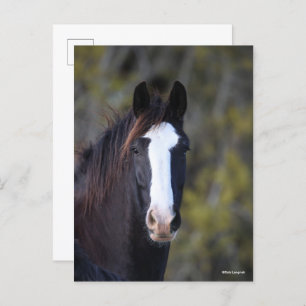 Bob Langrish Shire Horse Headshot Postcard