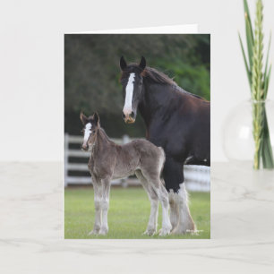 Bob Langrish   Shire Horse Mare and Foal Standing Card