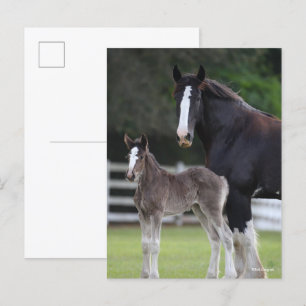 Bob Langrish Shire Horse Mare and Foal Standing Postcard