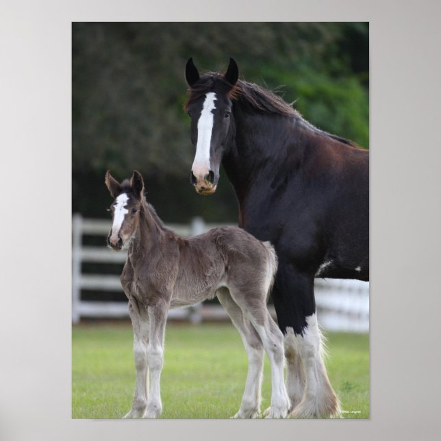 Bob Langrish | Shire Horse Mare and Foal Standing Poster (Front)