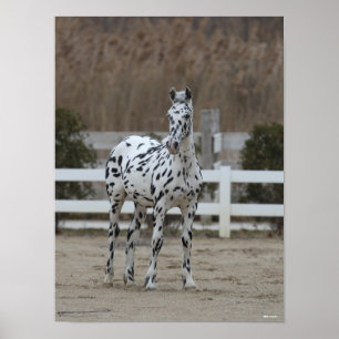 Bob Langrish   Spotty Appaloosa Friesian Standing Poster