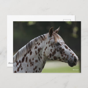Bob Langrish Spotty Appaloosa Headshot Postcard