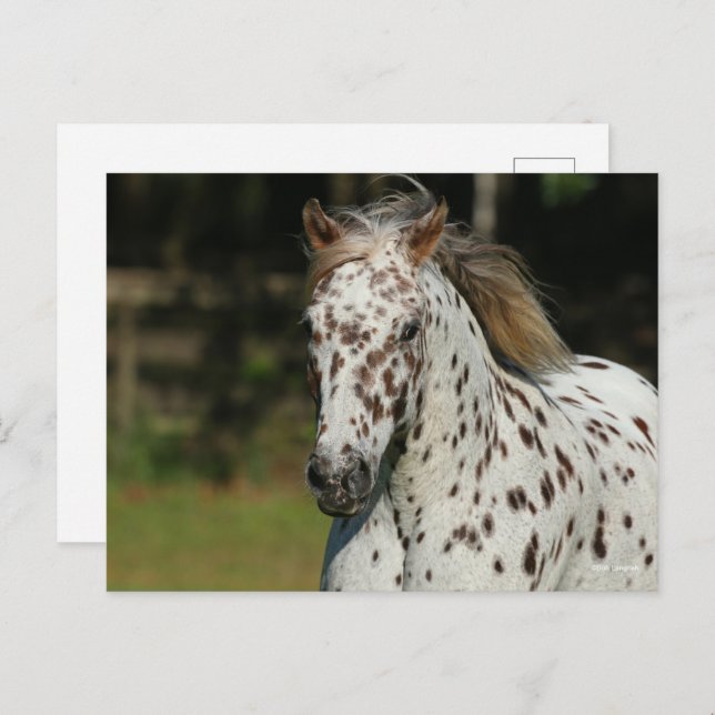 Bob Langrish | Spotty Pony Of America Headshot Postcard (Front/Back)