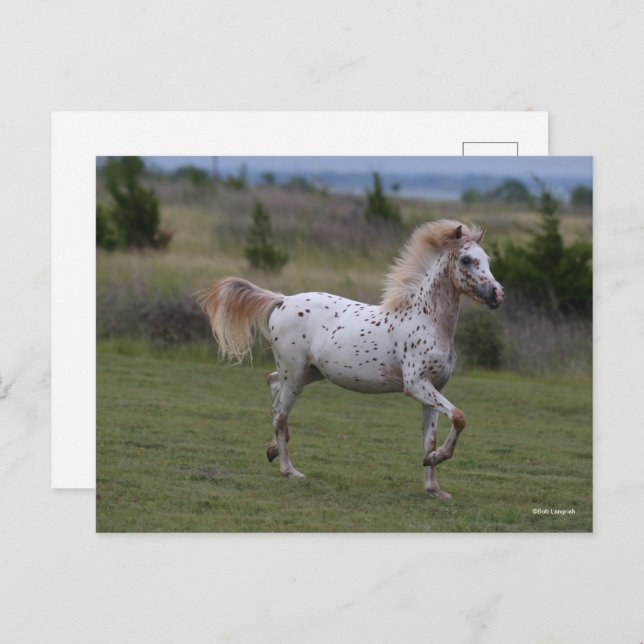 Bob Langrish | Spotty Pony Of America Postcard (Front/Back)
