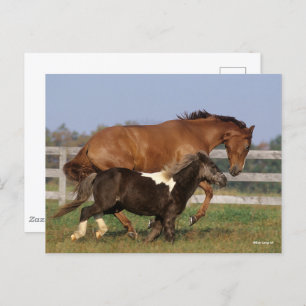 Bob Langrish   Thoroughbred and Shetland Pony Postcard