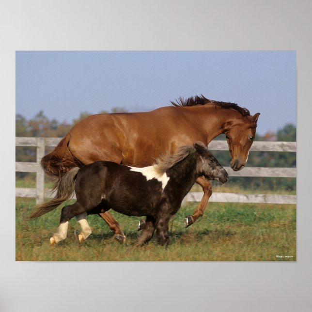 Bob Langrish | Thoroughbred and Shetland Pony Poster (Front)