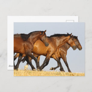 Bob Langrish   Three Andalucian Mares Running Postcard
