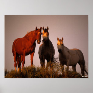 Bob Langrish   Three Arabs Standing In Sunset Poster