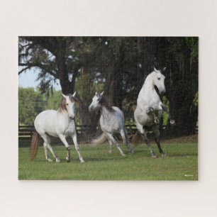 Bob Langrish   Three Grey Andalucians Leaping Jigsaw Puzzle