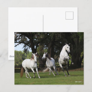 Bob Langrish Three Grey Andalucians Leaping Postcard