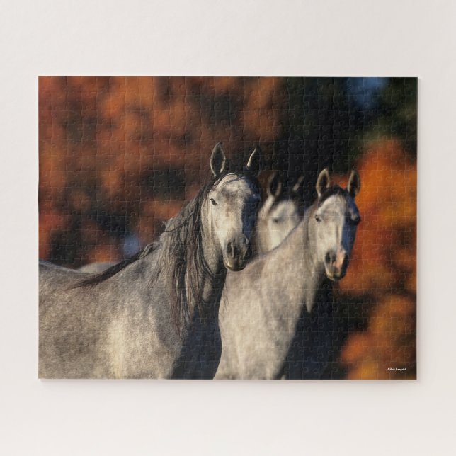 Bob Langrish | Three Grey Arabs Standing Together Jigsaw Puzzle (Horizontal)