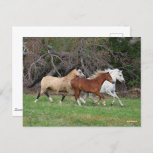 Bob Langrish   Three Ponies Running Together Postcard