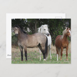 Bob Langrish   Three Ponies Standing Together Postcard