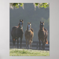 Bob Langrish | Three Quarter Horse Youngsters
