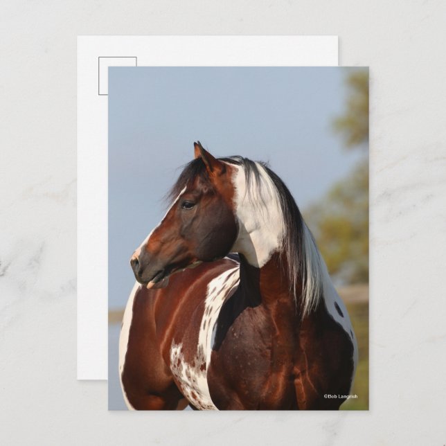 Bob Langrish Tobiano Paint Horse Stallion headshot Postcard (Front/Back)