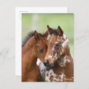 Bob Langrish   Two Appaloosa Foals Meeting Postcard