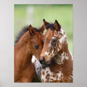 Bob Langrish Two Appaloosa Foals Meeting Poster