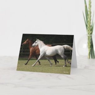 Bob Langrish   Two Arab Horses Runnng Together Card