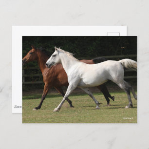 Bob Langrish   Two Arab Horses Runnng Together Postcard