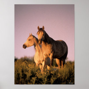 Bob Langrish Two Arab Horses Standing at Sunset Poster