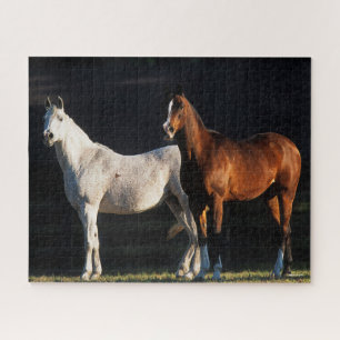 Bob Langrish Two Arab Mares Standing In Sunlight Jigsaw Puzzle