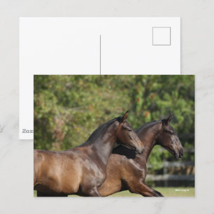 Bob Langrish Two Brown Andalucian Horses Running Postcard