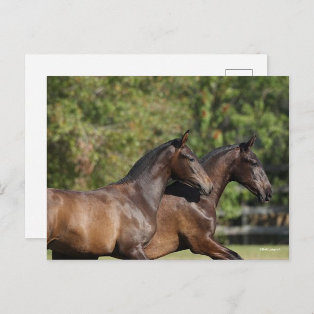 Bob Langrish | Two Brown Andalucian Horses Running Postcard (Front/Back)