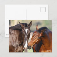Bob Langrish | Two Canadian Sport Horses Meeting
