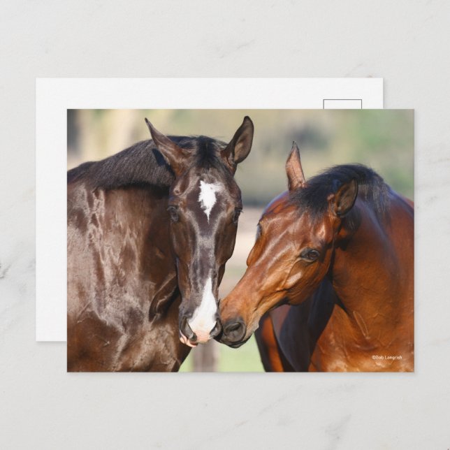 Bob Langrish | Two Canadian Sport Horses Meeting Postcard (Front/Back)