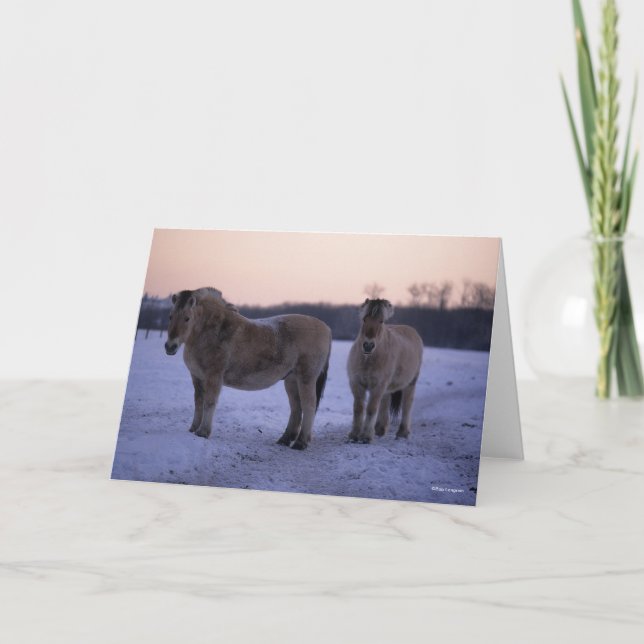 Bob Langrish | Two Fjord Horses Standing In Snow Card (Front)