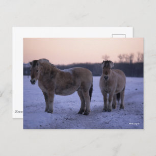 Bob Langrish   Two Fjord Horses Standing In Snow Postcard
