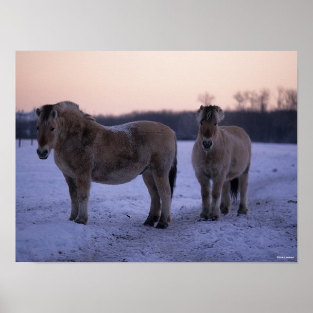 Bob Langrish | Two Fjord Horses Standing In Snow Poster (Front)