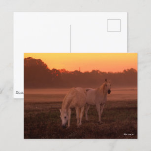 Bob Langrish Two Grey Arab Horses Standing Postcard